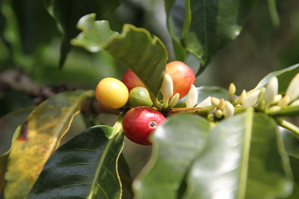 What is a Coffee Varietal? The History of Coffee, Part 1